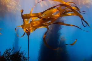 bull kelp